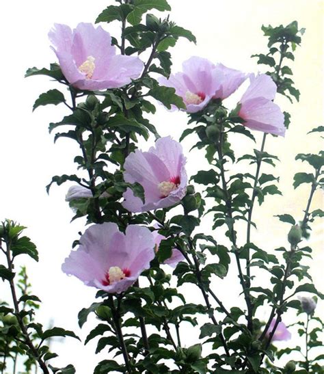 木槿花花语及特殊寓意，坚强而乐观、耐心和守候