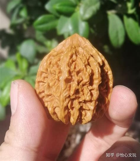 核桃文玩新手入门，起源／品种／玩法
