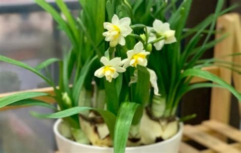 水仙开花后第二年还能养吗（生命周期／第二年养护／繁殖）