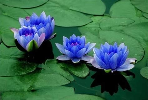 蓝莲花代表什么，纯洁／高雅／智慧