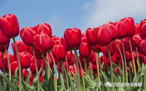 送人郁金香有什么意义（郁金香的花语／送人郁金香的意义）