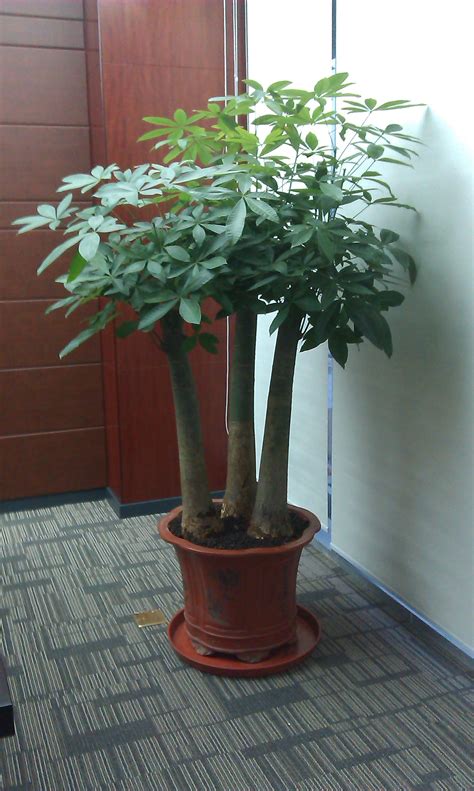 一盆一棵发财树的风水（宜放在财位／注意摆放方向／定期修剪和养护）