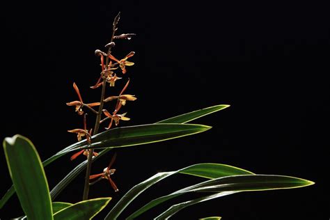 墨兰养在家里风水好吗（净化作用、辐射吸收作用、调节气场作用）
