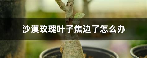 沙漠玫瑰叶子焦边了怎么办（叶子焦边的原因／处理方法／预防措施）