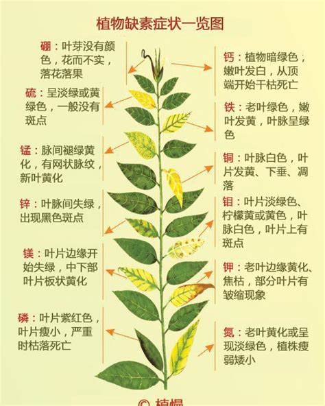 <strong>植物黄叶子是缺什么营养，土壤酸性过高／氮、磷、钾缺乏</strong>
