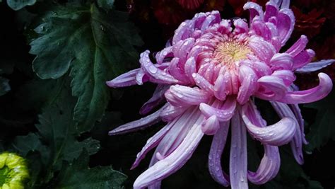 菊花的特征和象征意义是什么（特征／象征意义／结语）