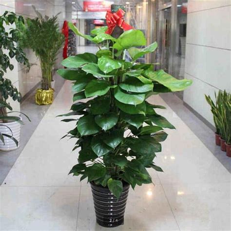 最旺宅辟邪的植物，绿萝、吊兰、龙血树