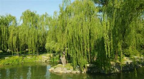 柳树属于乔木还是灌木，特征、生长环境、用途