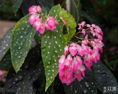 竹节海棠有几个品种，竹节海棠／白花竹节海棠／紫叶竹节海棠