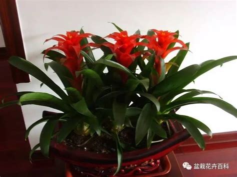 鸿运当头叶子有黄斑怎样治，黄斑的原因／预防和治疗／注意事项