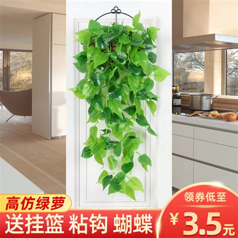 客厅里摆放什么绿植最好（绿萝、吊兰、仙人掌）