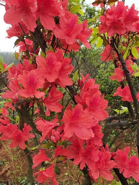 映山红花语和寓意（花语、寓意、结语）