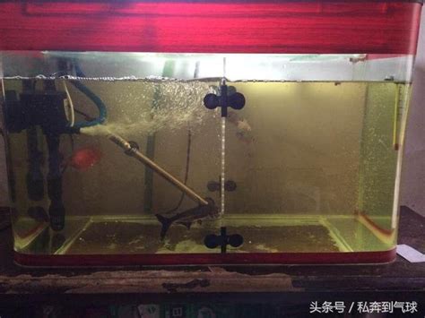 鱼缸放榄仁叶水变黄了怎么办（水质测试／过滤设备／定期清洗）