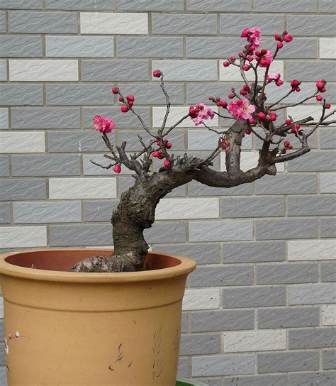 骨里红梅花盆景的养殖方法（土壤选择）