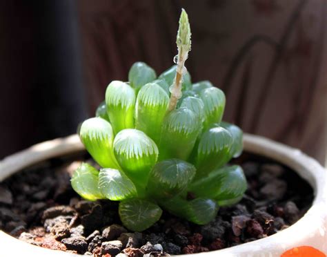 玉露花适合什么人养（绿植的人／花艺的人／有耐心的人）