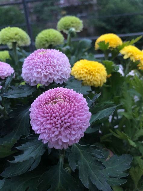 乒乓球菊花的寓意（团结、友谊、坚持）