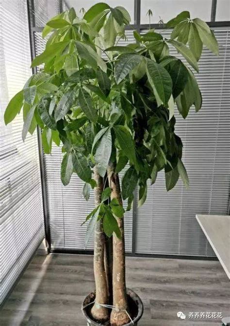 发财树树干皱皱的是什么原因，生长环境不适宜、水分管理不当