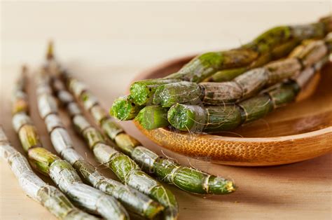 新鲜铁皮石斛的正确吃法（挑选／准备／食用方法）