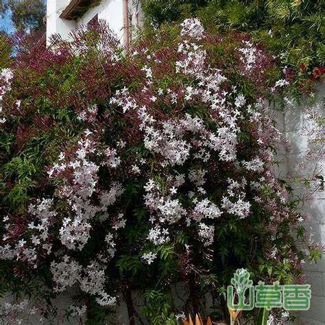 素馨花耐寒多少度（耐寒能力、低温保护、注意事项）