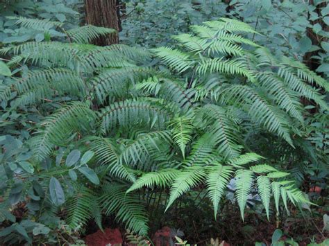 金毛狗蕨类植物（特点／栽培方法／园林设计中的应用）