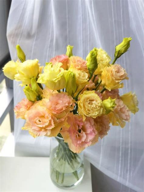 香槟桔梗花语和寓意（花语／寓意／结语）