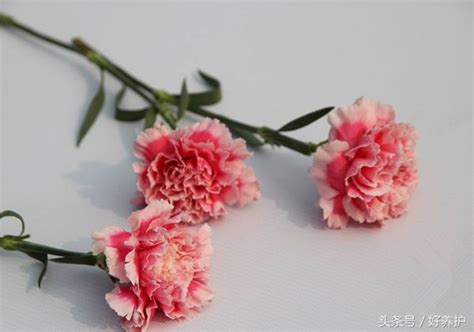 19朵粉色康乃馨代表什么意思，爱情的象征／纯洁的象征