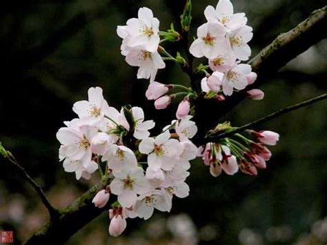 大岛樱是早樱还是晚樱，大岛樱的花期、环境适应性、历史文化传承