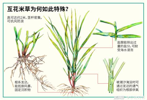 互花米草的危害（生态环境、经济、社会）