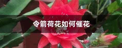 令箭荷花如何催花，温度管理／光照控制／水分管理