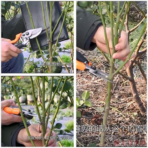 月季花需要修剪枝叶吗，好处、注意事项、不情况