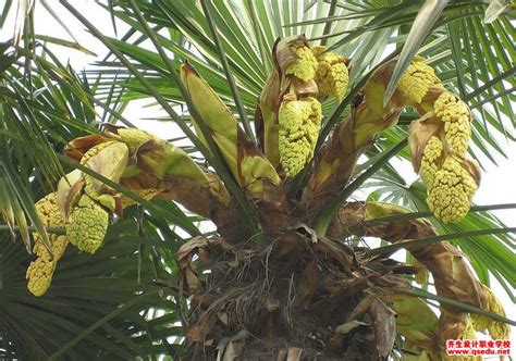棕树和棕榈树一样吗，形态特征、生长环境、用途