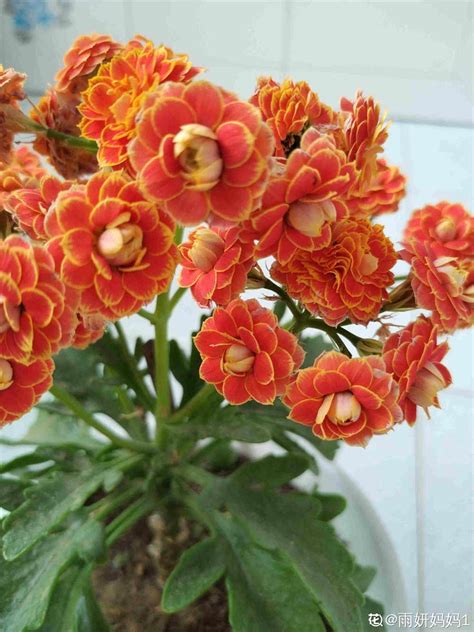 长寿花金狐狸的优缺点，外观美丽／药用价值／缺点