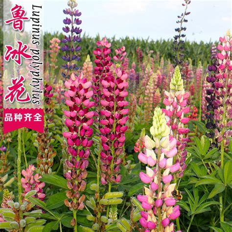 鲁冰花耐寒多少度，耐寒温度、影响耐寒能力因素、保护措施