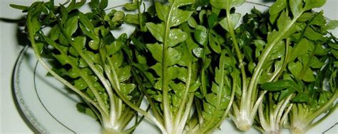 麦地里的野菜有哪些（蒲公英／苦菜／蕨菜）