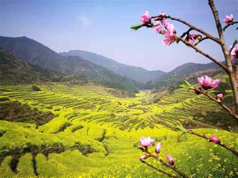 婺源油菜花最佳观赏时间2023年，魅力／最佳观赏时间