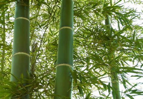 竹子是什么类型植物木本还是草本（分类／特点／生长习性）