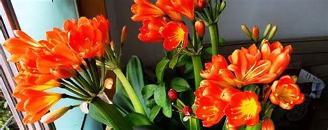 君子兰有几种颜色的花，红色花朵／黄色花朵／白色花朵