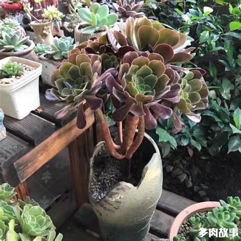 多肉老桩怎么换盆，准备工作／取出老桩／修剪根部