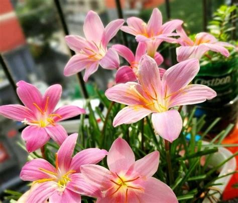 什么花好养又好看室外（月季花／鸢尾花／矮牵牛）