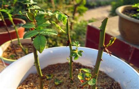 玫瑰扦插最佳时节（春季萌芽、夏季生长、秋季准备）