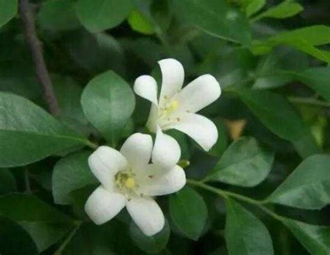 九里香多大了才开花（环境／时间／方式）