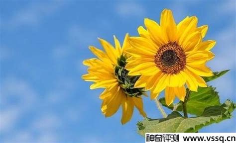 向日葵为什么不能送女朋友（爱情表达的符号、对女性的不敬）