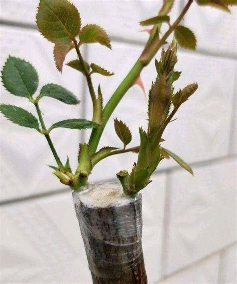 月季花嫁接用什么树桩最好，年轻树桩／健康树桩／直径适中的树桩