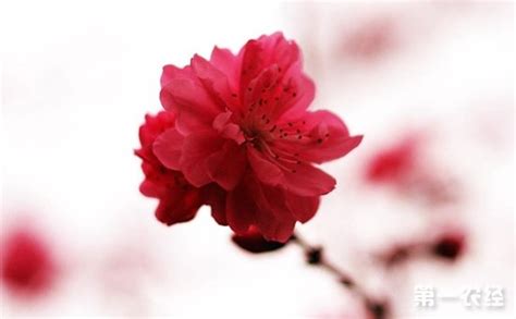 桃花一共有几种颜色（粉色／白色／红色）