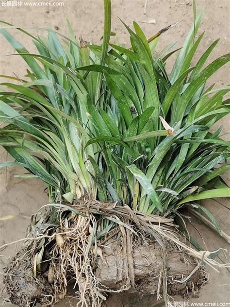 麦冬的种植时间和方法（时间／方法／总结）
