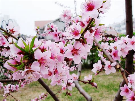 粉色桃花的花语是什么（婉约浪漫／爱情祝福／纯真无邪）