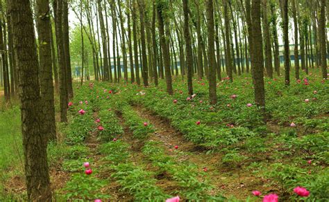 林下种植什么赚钱，木耳、中药材、食用菌