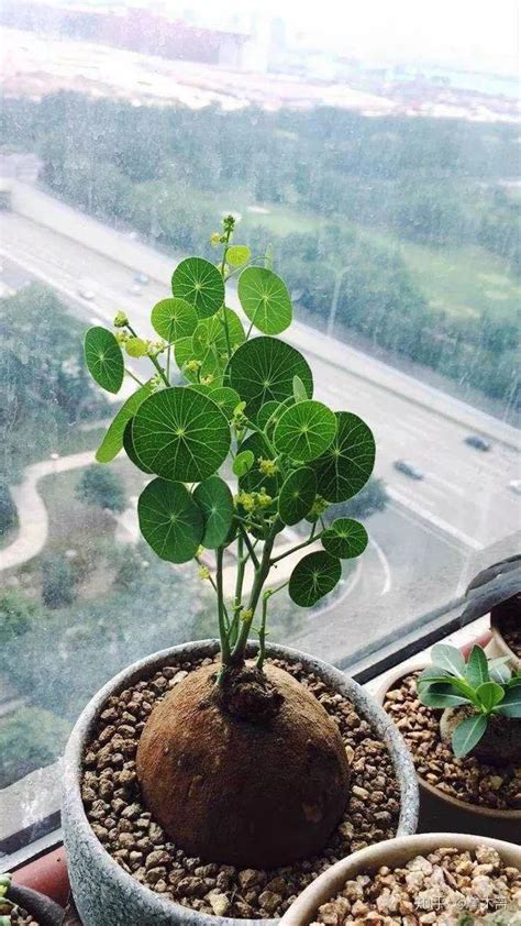 红藤山乌龟的种植方法（土壤选择／光照与温度／浇水与施肥）