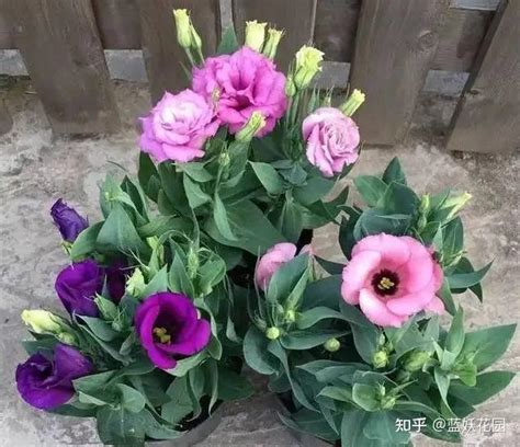 洋桔梗花期有多长，初花期／盛花期／残花期