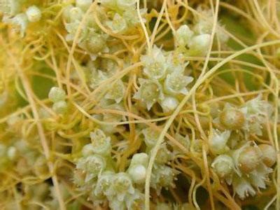 菟丝子泡水喝的使用方法